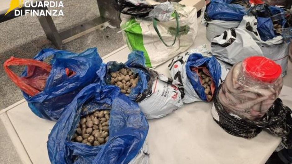 Malpensa, prodotti ittici illegali dalla Cina: sequestrati oltre 400 kg